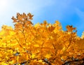 Fall and tuliptree on background of blue sky