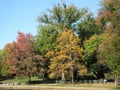 Fall leaves in Boston Common Royalty Free Stock Photo