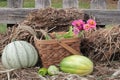 Fall vegetables in basket on top of straw or hay Royalty Free Stock Photo