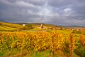 Fall Vineyard