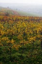 The fall vineyard