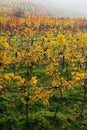 The fall vineyard