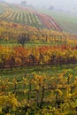 The fall vineyard Royalty Free Stock Photo