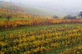 The fall vineyard Royalty Free Stock Photo
