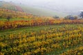 The fall vineyard