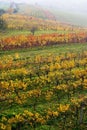 The fall vineyard in Moravia