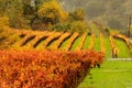 Fall Vineyard in Napa Valley