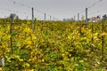 Fall Vineyard rows Royalty Free Stock Photo