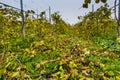 Fall Vineyard rows Royalty Free Stock Photo