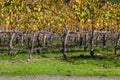 Fall Vineyard Rows Royalty Free Stock Photo