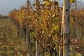 Fall in vineyards in Modra.