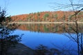 Fall at Walden Pond, Concord, MA. November morning oaks Royalty Free Stock Photo