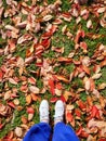 fall wall, green grass and Puma Royalty Free Stock Photo