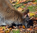 IN fall a wallaby is any animal belonging to the family Macropodidae