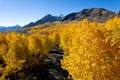 Fall in the Wasatch Mountains from a Drone Royalty Free Stock Photo
