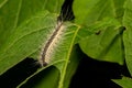 Fall Webworm Close up