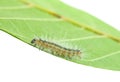 Fall webworm crawling on leaf Royalty Free Stock Photo