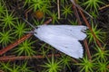 Fall Webworm Hyphantria cunea In The Adirondack Mountains Of New York State