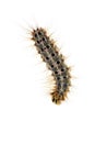 Fall webworm moth larva crawl over white