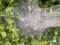 Fall webworm moth larvae