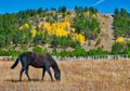 Fall in the Western Mountains where a Black Stallion is Bacdropped by Changing Aspens and Pines