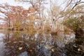 Fall wetland forest Merchants Millpond NC SP USA Royalty Free Stock Photo