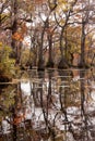 Fall wetland Merchants Millpond NC State Park USA Royalty Free Stock Photo