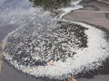 Fall white  flower on the puddles of rain water Royalty Free Stock Photo