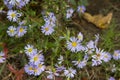 Fall Wildflowers: Smooth Blue Aster Royalty Free Stock Photo