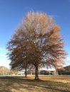 Fall Willow Oak Royalty Free Stock Photo