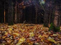 Fall wind blowing yellow leaves in autumn occulture wild woods