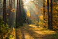 Autumn. Autumn forest. Forest with sunlight. Path in forest through trees with vivid colorful leaves. Beautiful fall background. Royalty Free Stock Photo