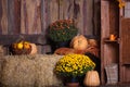 Fall wooden interior with pumkins, autumn leaves and flowers. Halloween thanksgiving decoration. Royalty Free Stock Photo