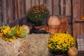 Fall wooden interior with pumkins, autumn leaves and flowers. Halloween thanksgiving decoration. Royalty Free Stock Photo