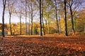 Fall in the woods in the countryside from the Neth Royalty Free Stock Photo