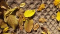 Fall yellow leaf atop pile of dried brown leaves