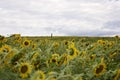 Yellow Sunflower Field in Fall Royalty Free Stock Photo