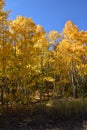 Fall Yellows with Blue Sky Royalty Free Stock Photo