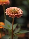 Fall zinnia flowers in realistic macro focus