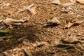 Falled dry leaf on soil floor