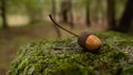 Fallen acorn on rock covered with moss in the woods during autumn Royalty Free Stock Photo