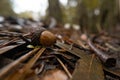 Fallen acorn and twigs on forest floor in autumn, surrounded by brown leaves Royalty Free Stock Photo