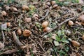 Fallen acorns among dry twigs lie on green grass in the park Royalty Free Stock Photo