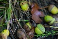 Fallen acorns in forest macro