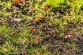 Fallen acorns between the grass Royalty Free Stock Photo