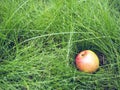 Fallen apple on the ground with dew drops on the grass. Fruit harvest on a rainy day Royalty Free Stock Photo