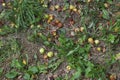 Fallen apple on the ground during the summer in the countryside, Galicia, Spain. Royalty Free Stock Photo