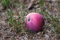 Fallen apple on the ground, windfall fruit in the garden