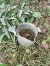 The fallen apple leaf floats in an old aluminum pot. Russian life.