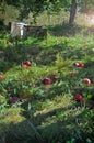 Fallen Apples in an Apple Orchard Royalty Free Stock Photo